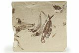 Six, Excellent, Cretaceous Fossil Fish - Hakel, Lebanon #201381-1